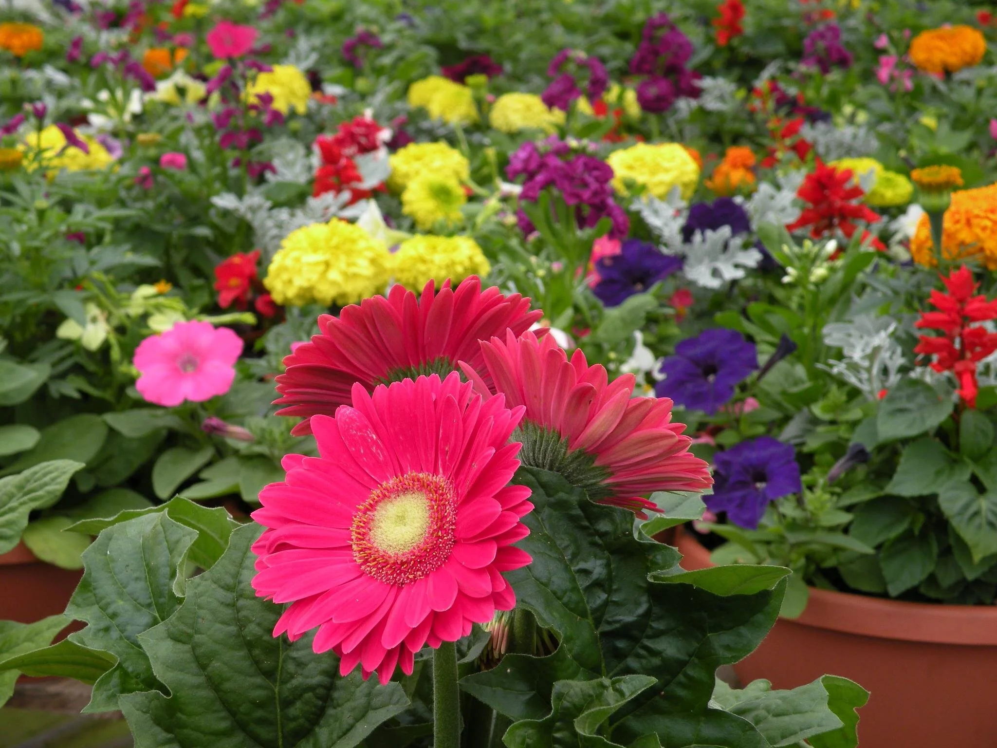 Bright gerbera daisies blooming in pots at Godfrey Nursery.