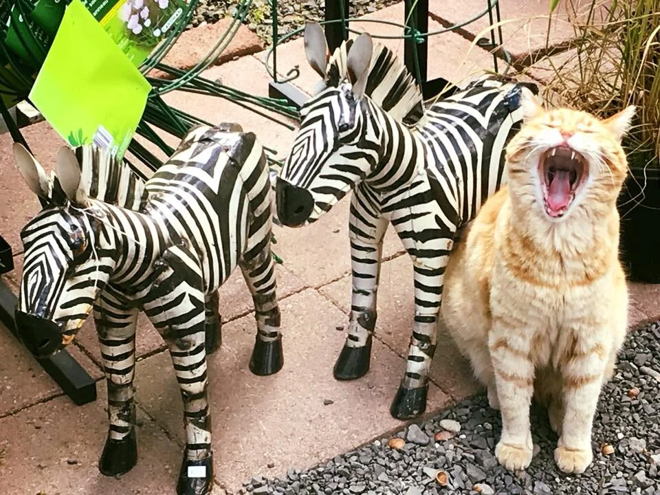 Joe the Cat near gift shop displays at Godfrey Nursery garden center.
