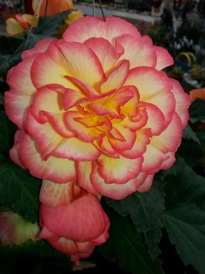 Colorful flower in full bloom at Godfrey Nursery.