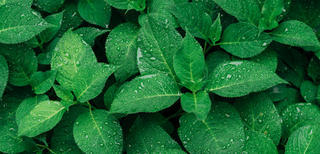 Contact Us — Godfrey Nursery Inc.