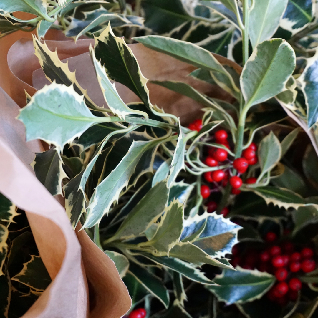 holly, wreathes