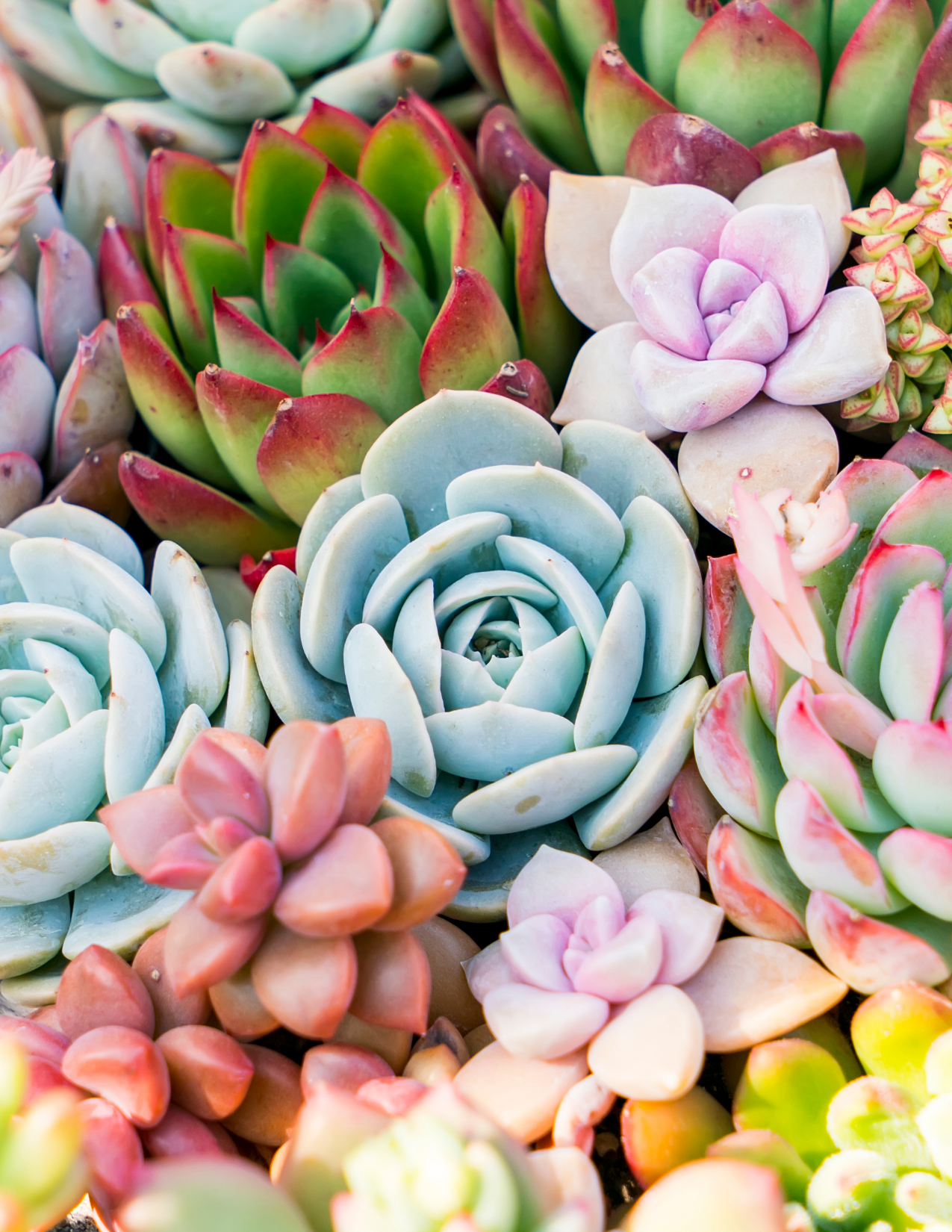 succulents