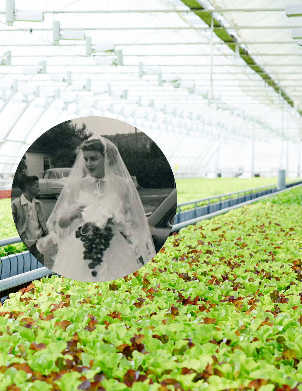 Greenhouse filled with plants and flowers at Godfrey Nursery garden center.