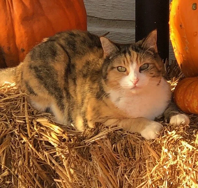 About Us — Godfrey Nursery Inc.