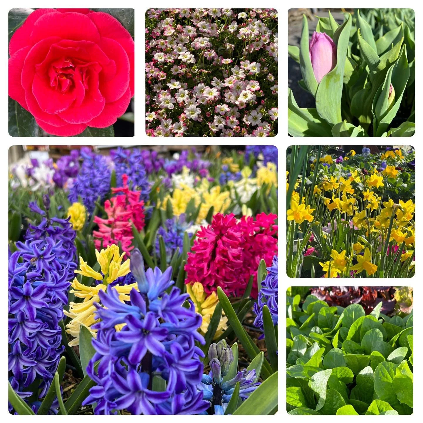 array of spring floral and veggies