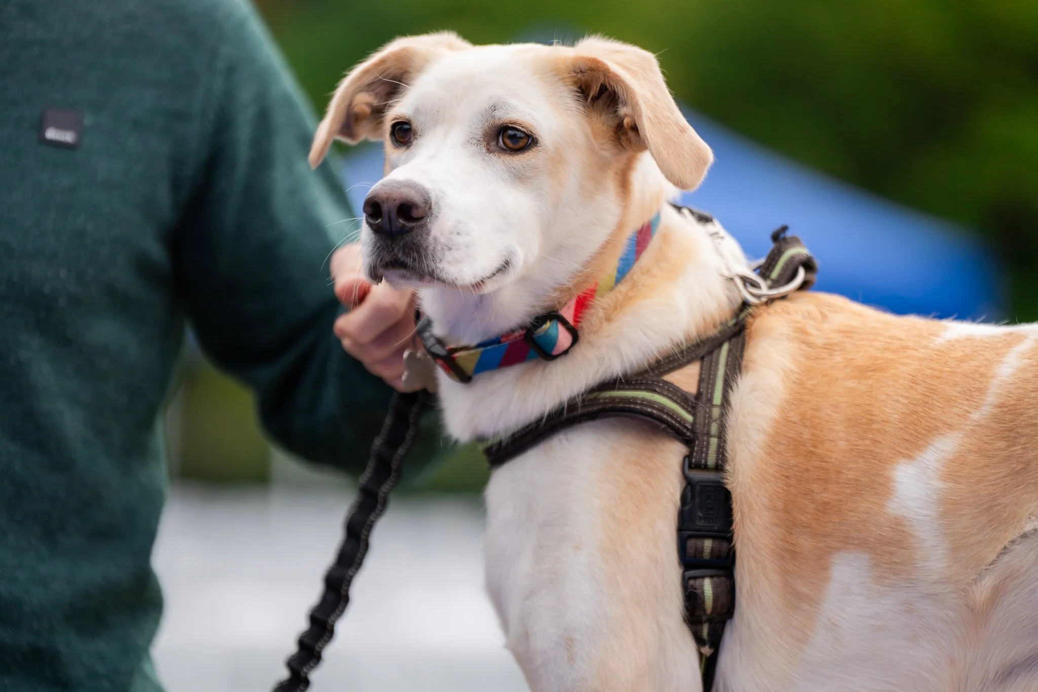 Napo Dog Fete 2024-113.jpg