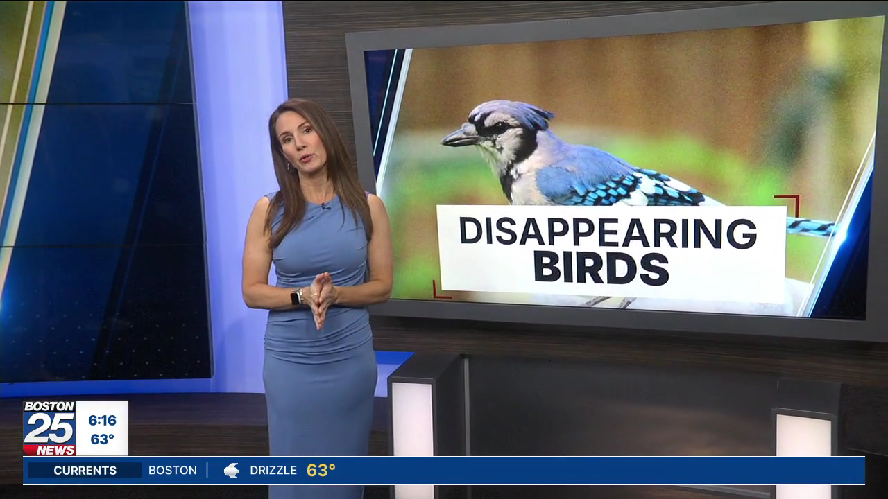Boston 25 Morning News at 6AM 2026-06-18-0600 (20).png