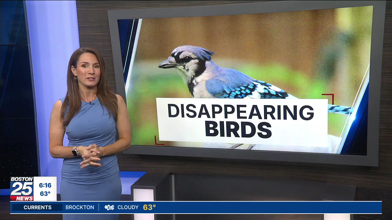 Boston 25 Morning News at 6AM 2026-06-18-0600 (21).png