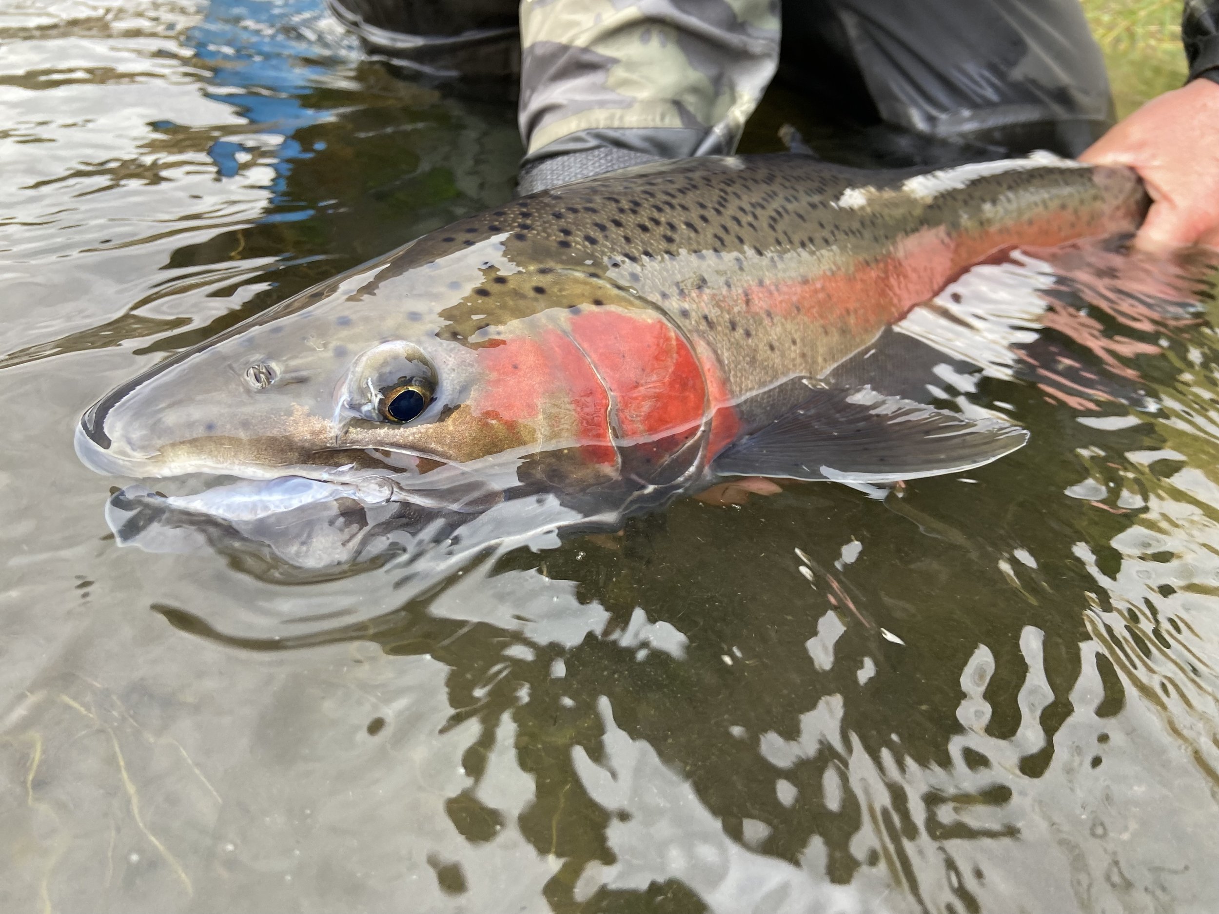 Lower Deschutes Guided Trip