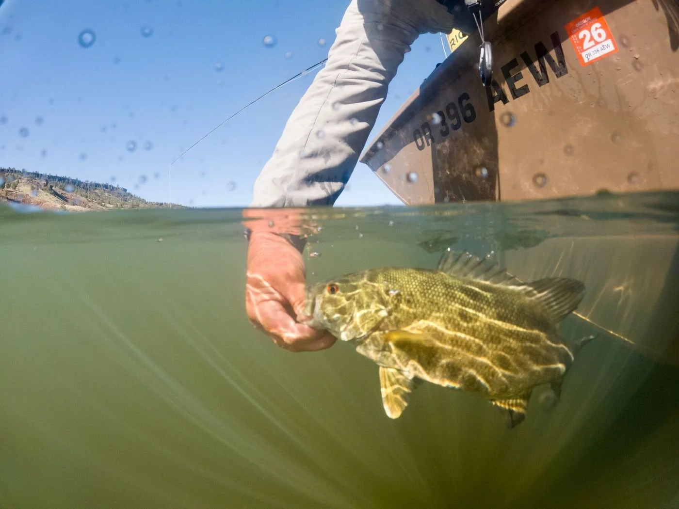 gallery-bass-under.jpg