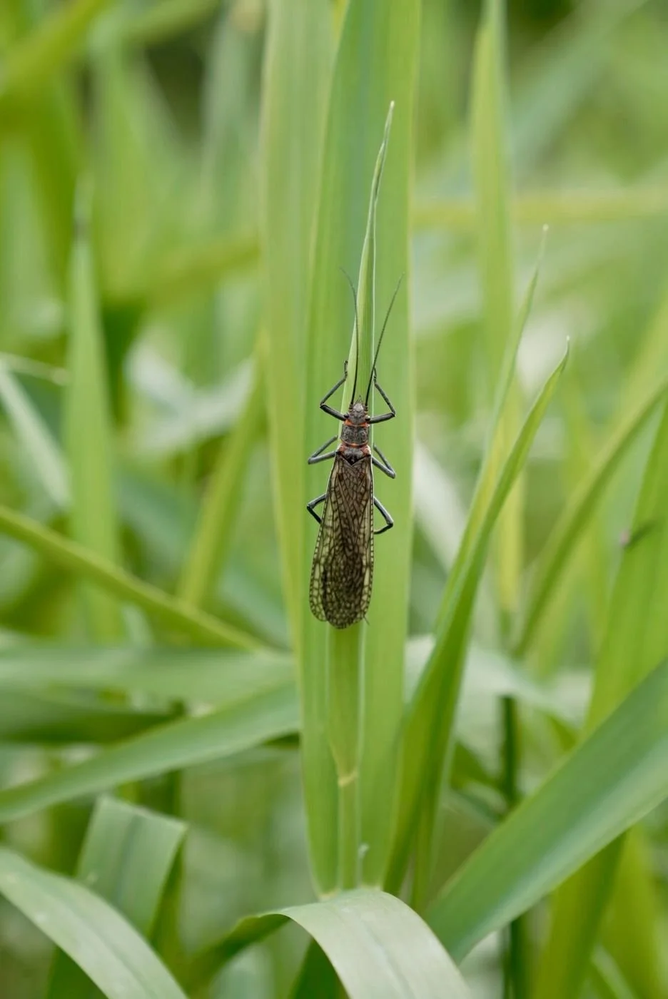gallery-crooked-bug.jpg