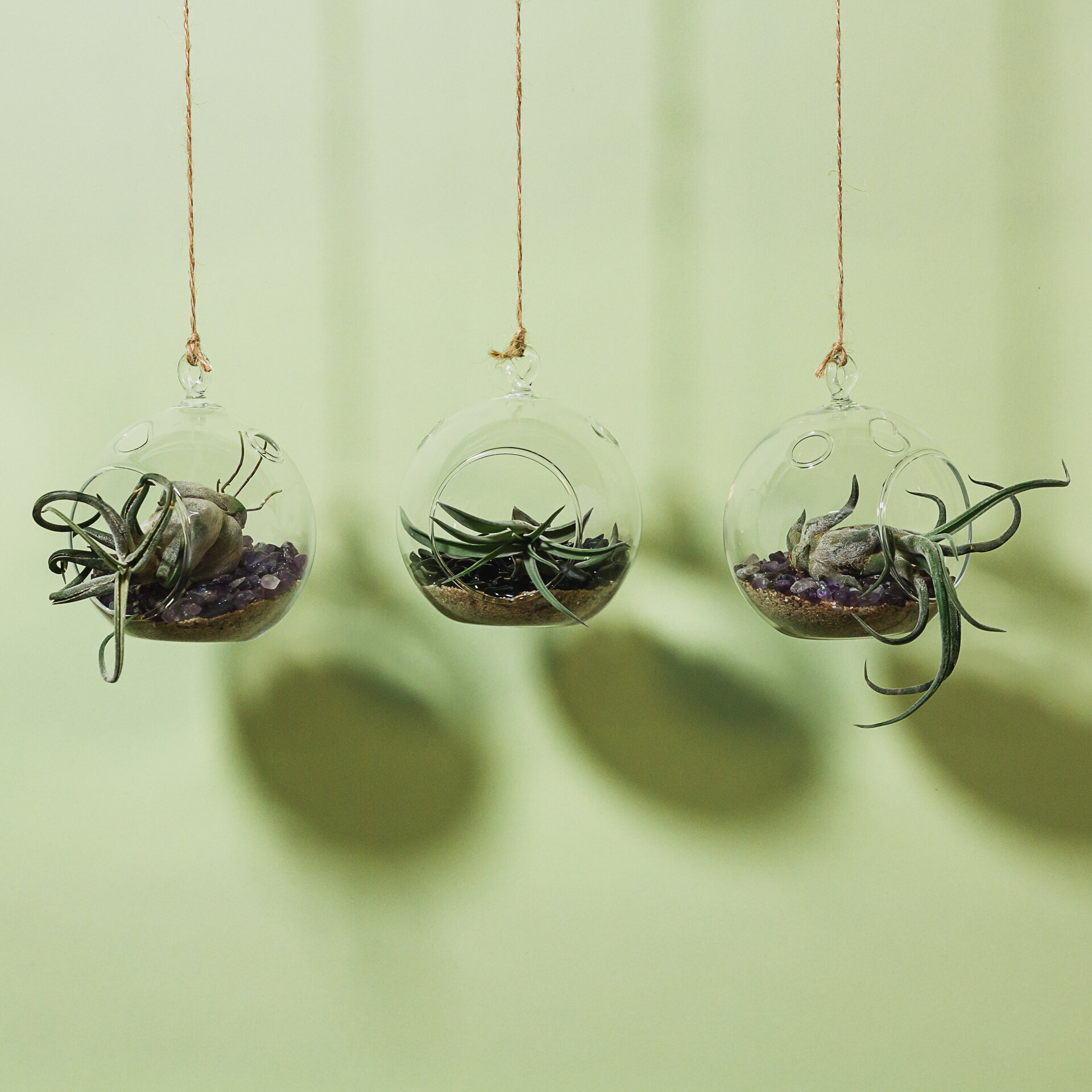 airplants green.jpg