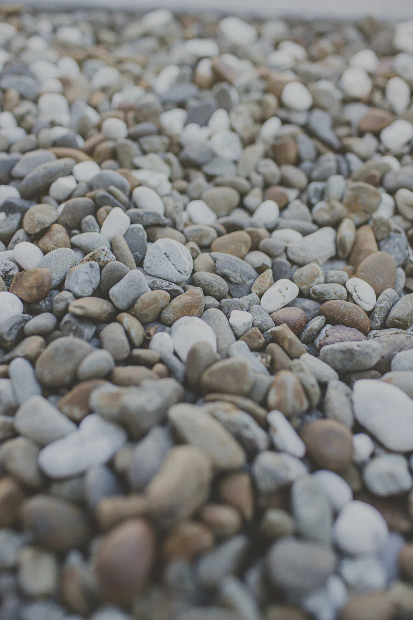 wellington-landscaping-moana-rd-12.JPG