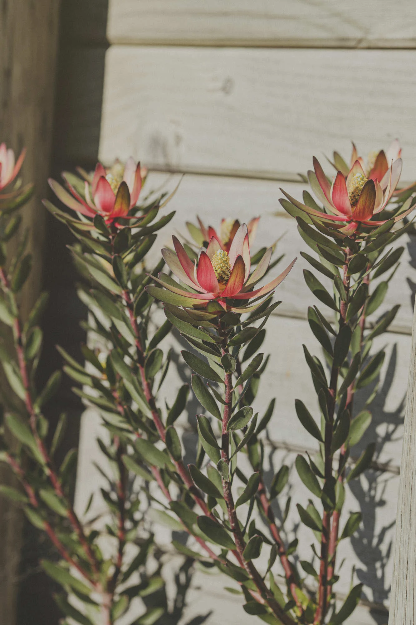 wellington-landscaping-churton-park-27.JPG