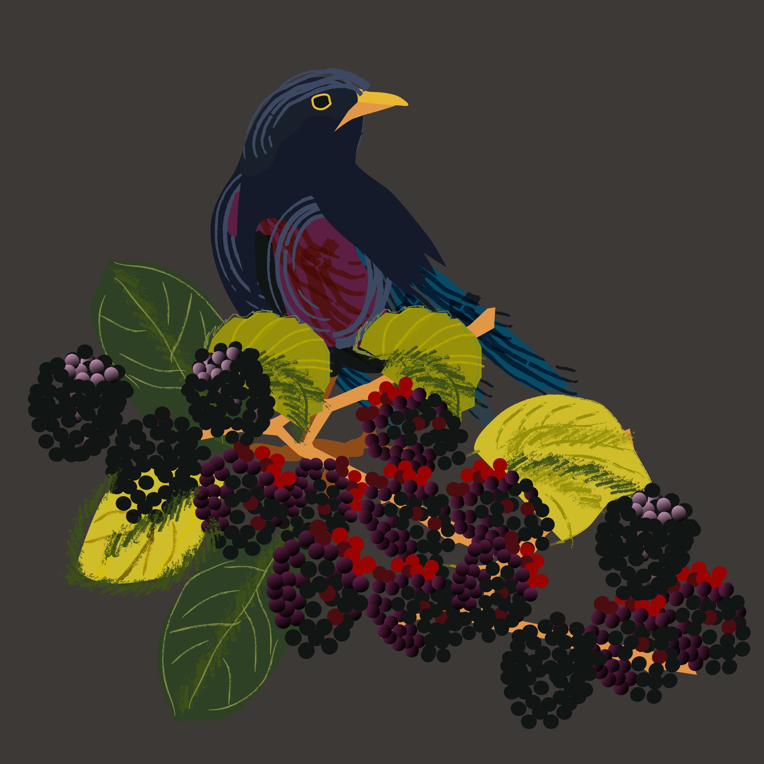 Starling + black berries.jpg