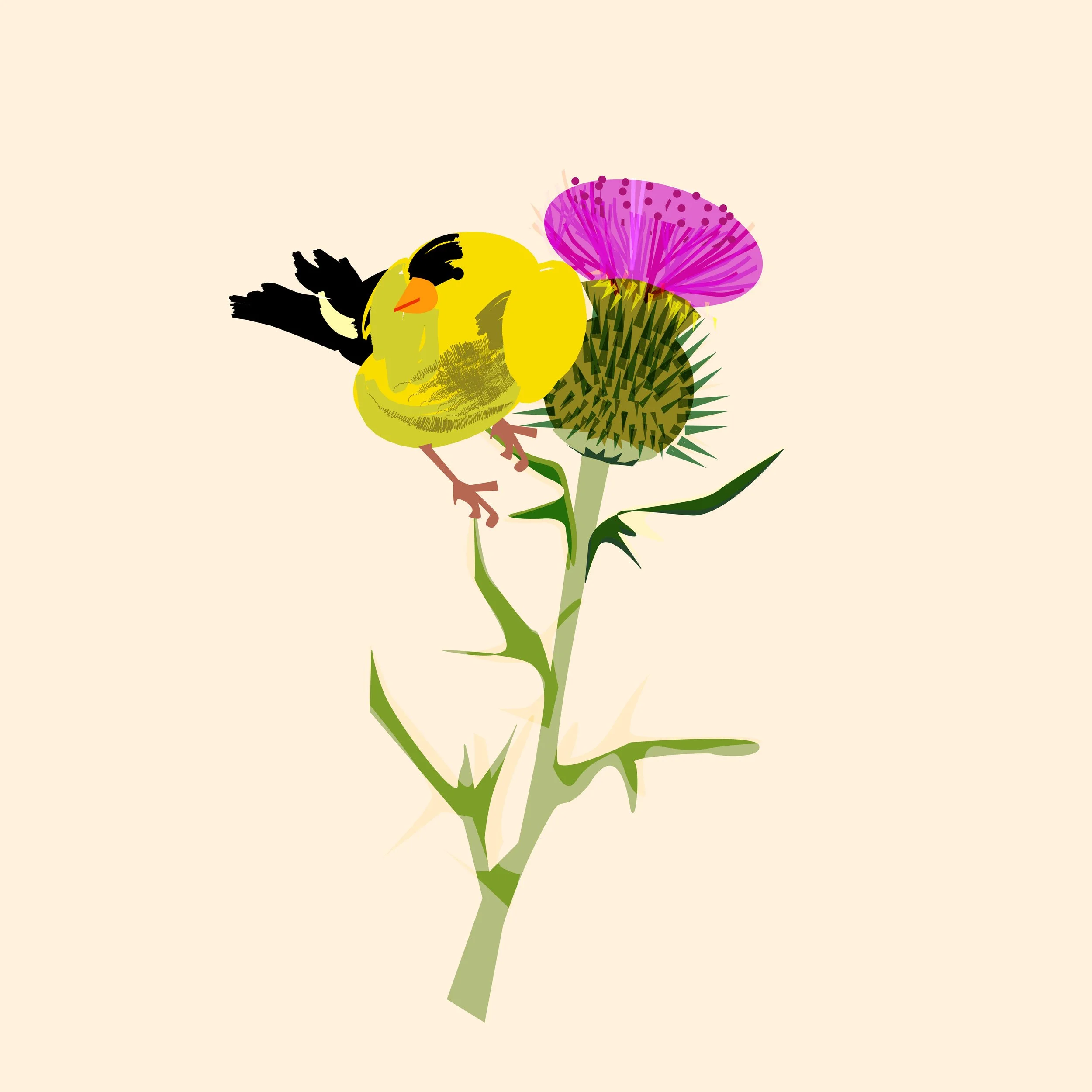 An illustration of a bird perched on a pink thistle flower, with a yellow body, orange beak, and black wings, on a green thistle plant against a beige background.