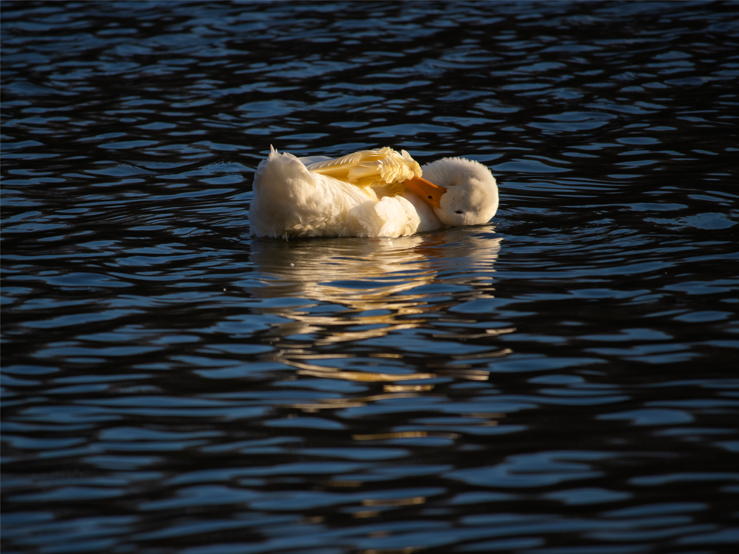 Duck-nap_printfile_default_18x24.png