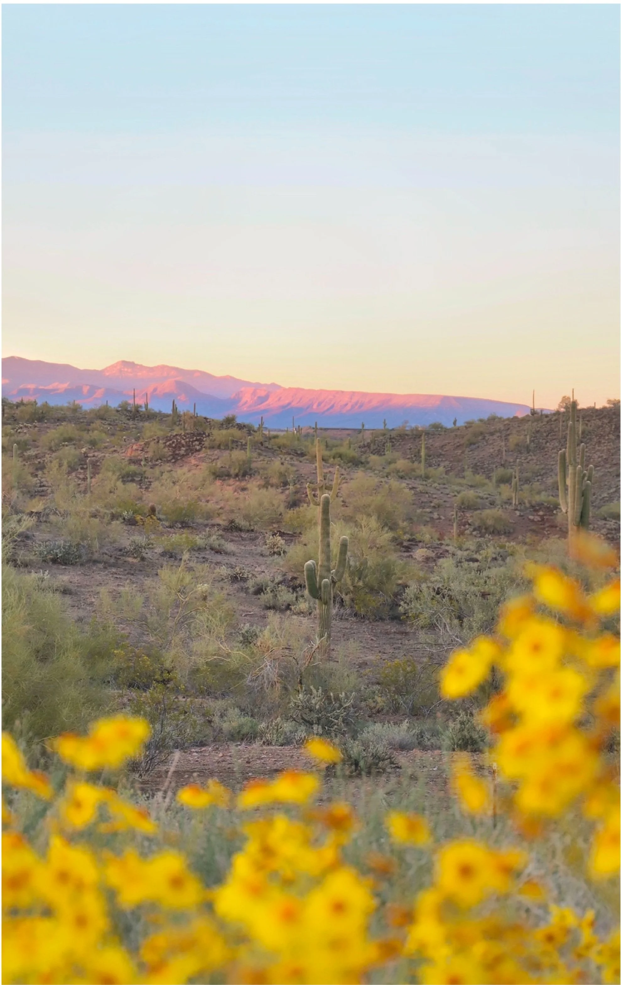 Saguaro National Park, AZ 2021
