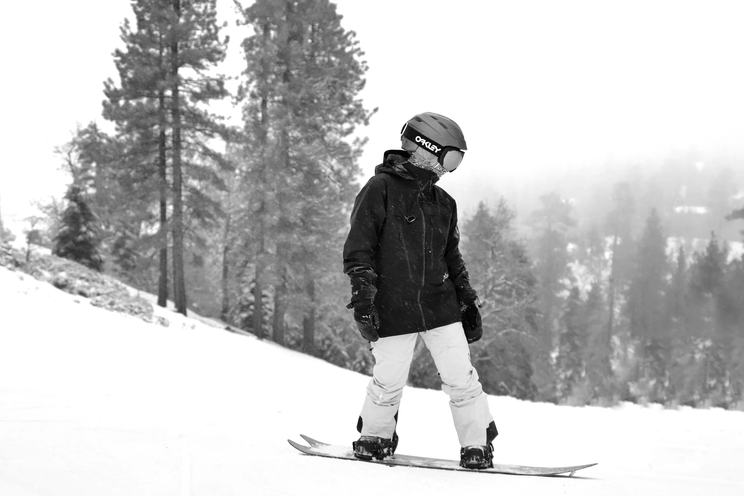 Dea, Big Bear Mountain, CA 2022