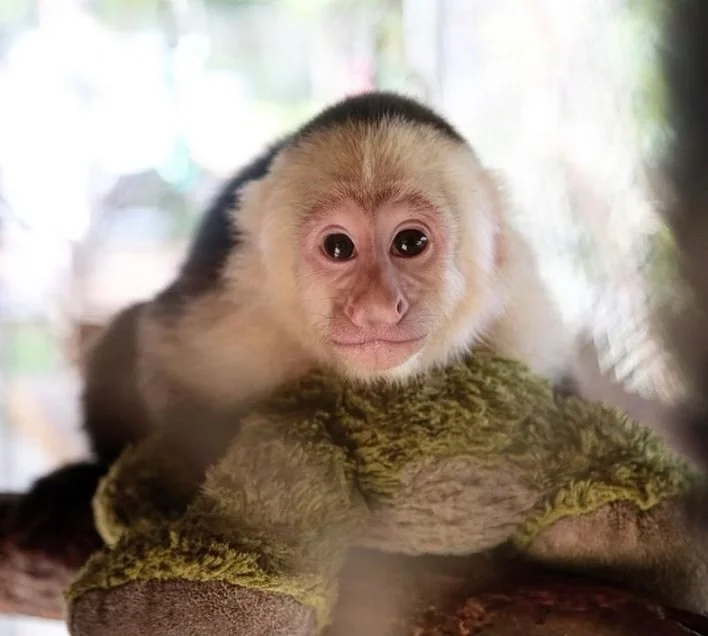 Animals &amp; Other Oddities