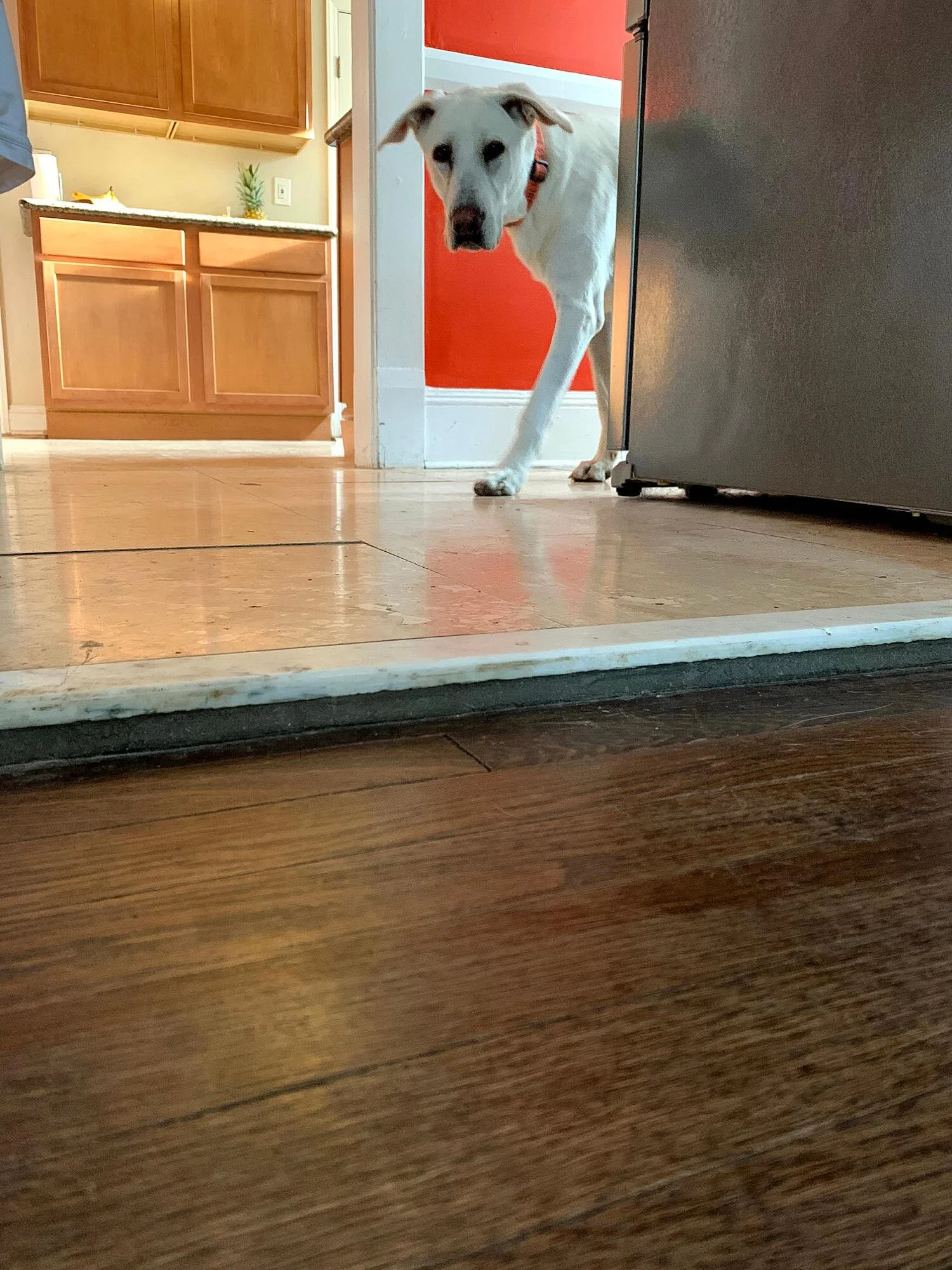 The very awkward transition from the dining room into the refrigerator room with a step that has tripped many people.  And Rigsbee coming to see why I’m on the floor.