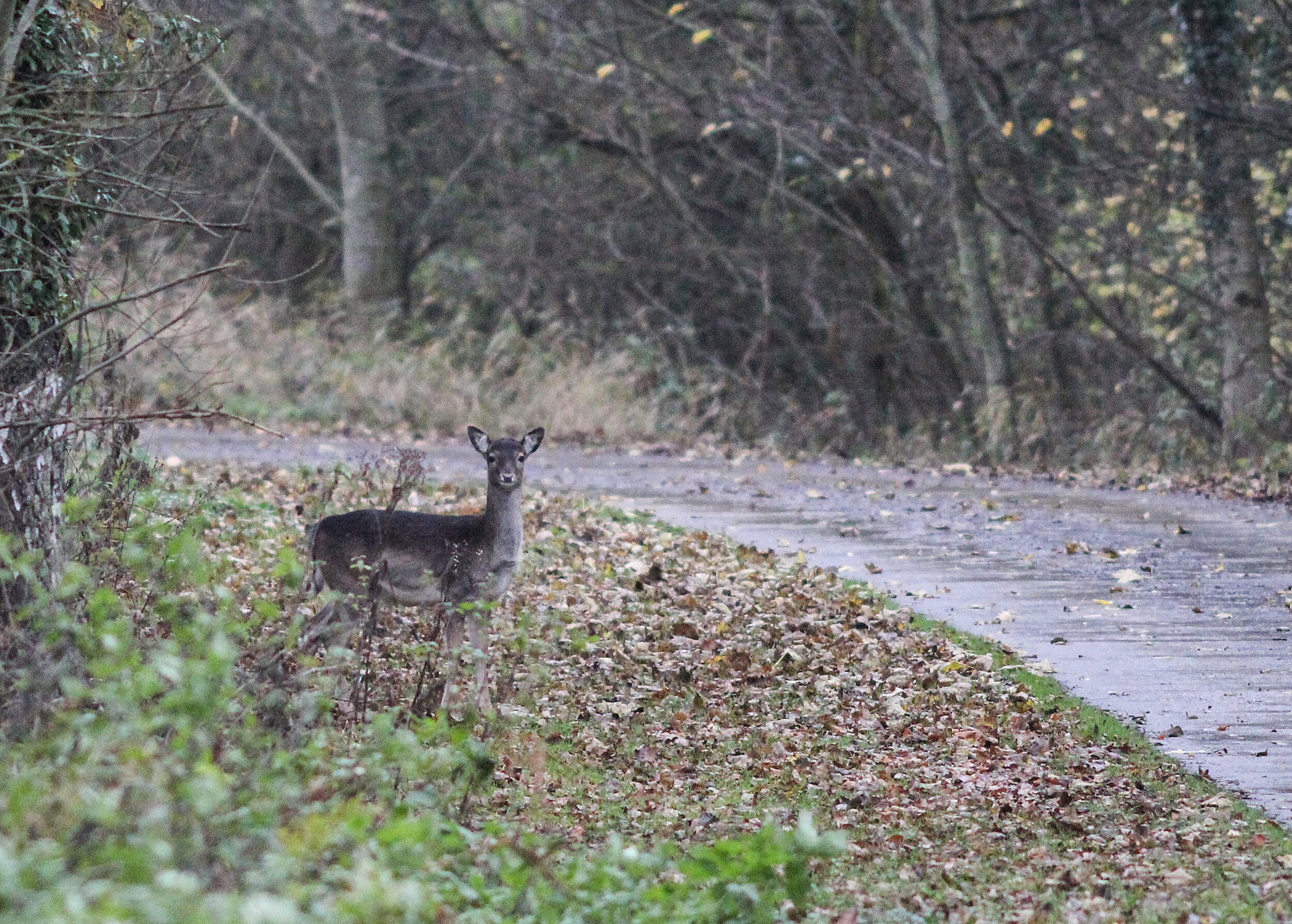 gdeer on lane.jpg