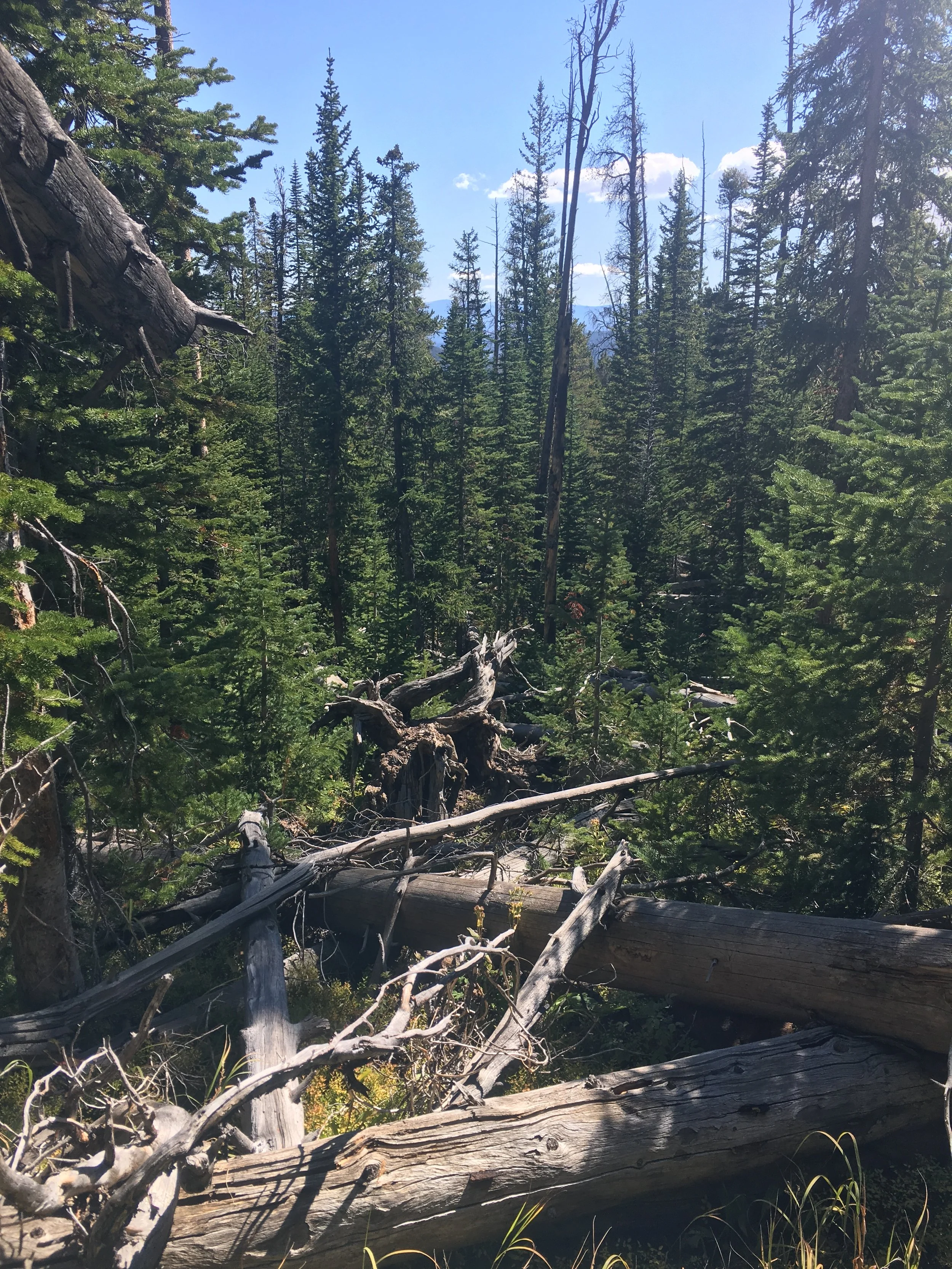 Core Competencies of Resilience and Vitality