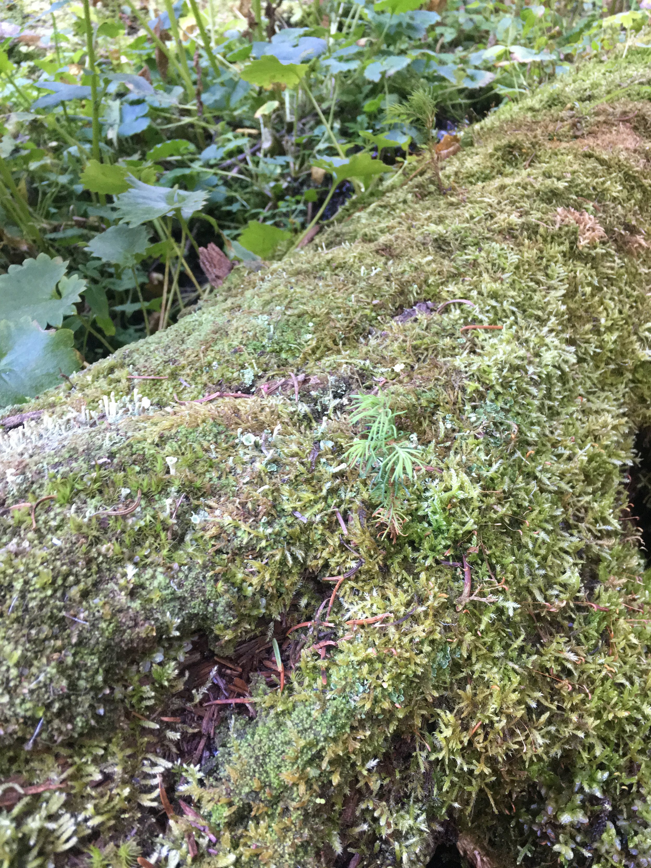 An Indelible Lesson:&nbsp;