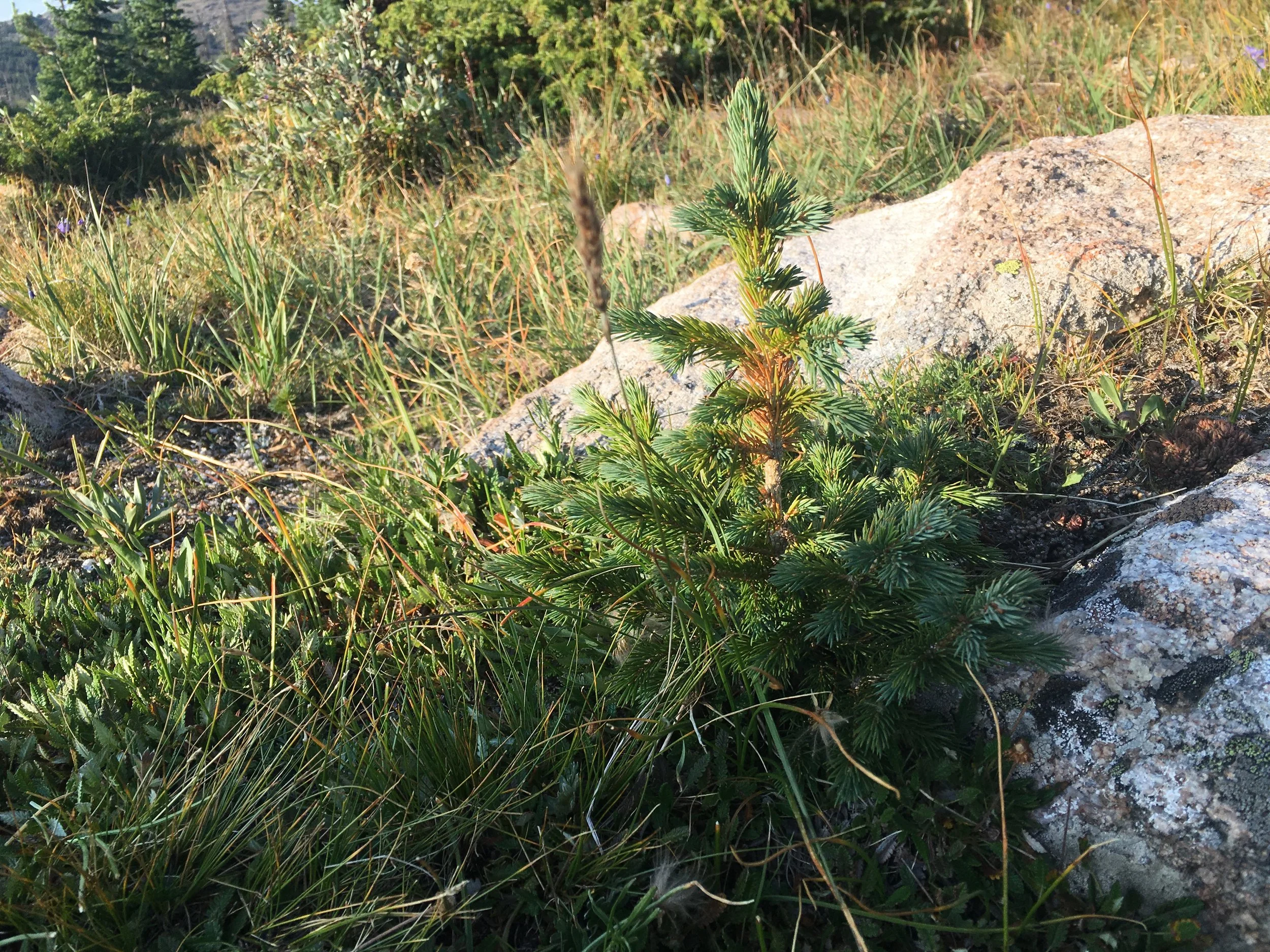 Balanced Thinking Cheat Sheet