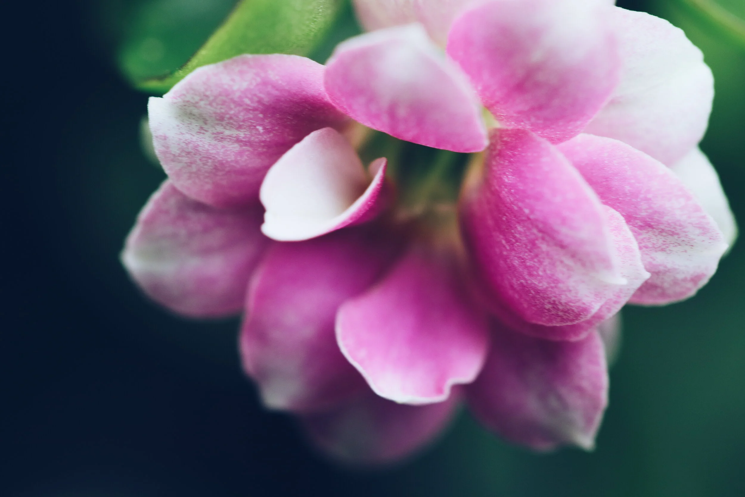 2018-12-25 10.22.31 1.jpg