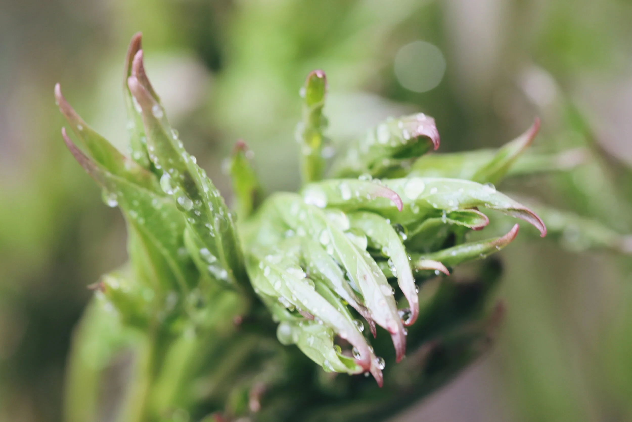 2018-05-04 11.16.00 1.jpg