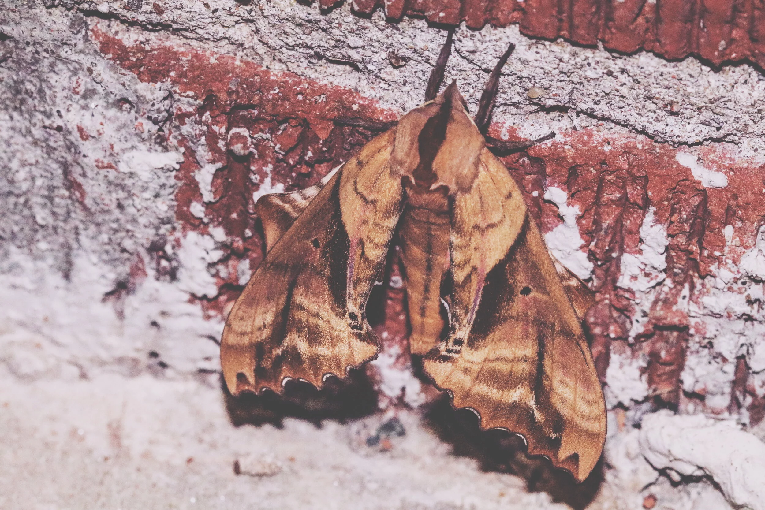 2018-06-19 03.35.01 1.jpg