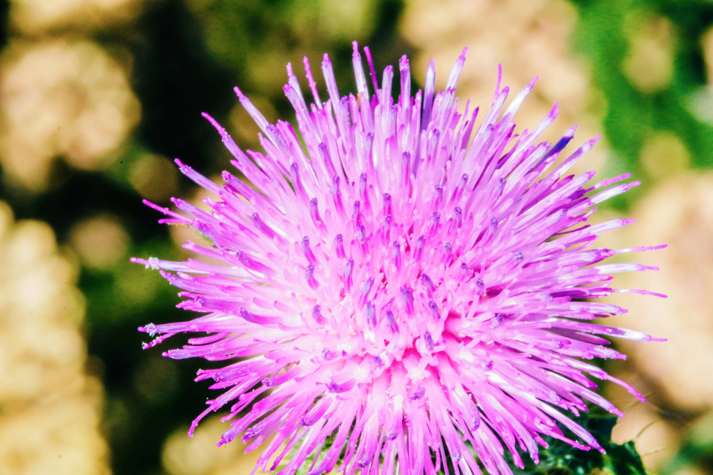 2018-07-03 02.11.42 2.jpg