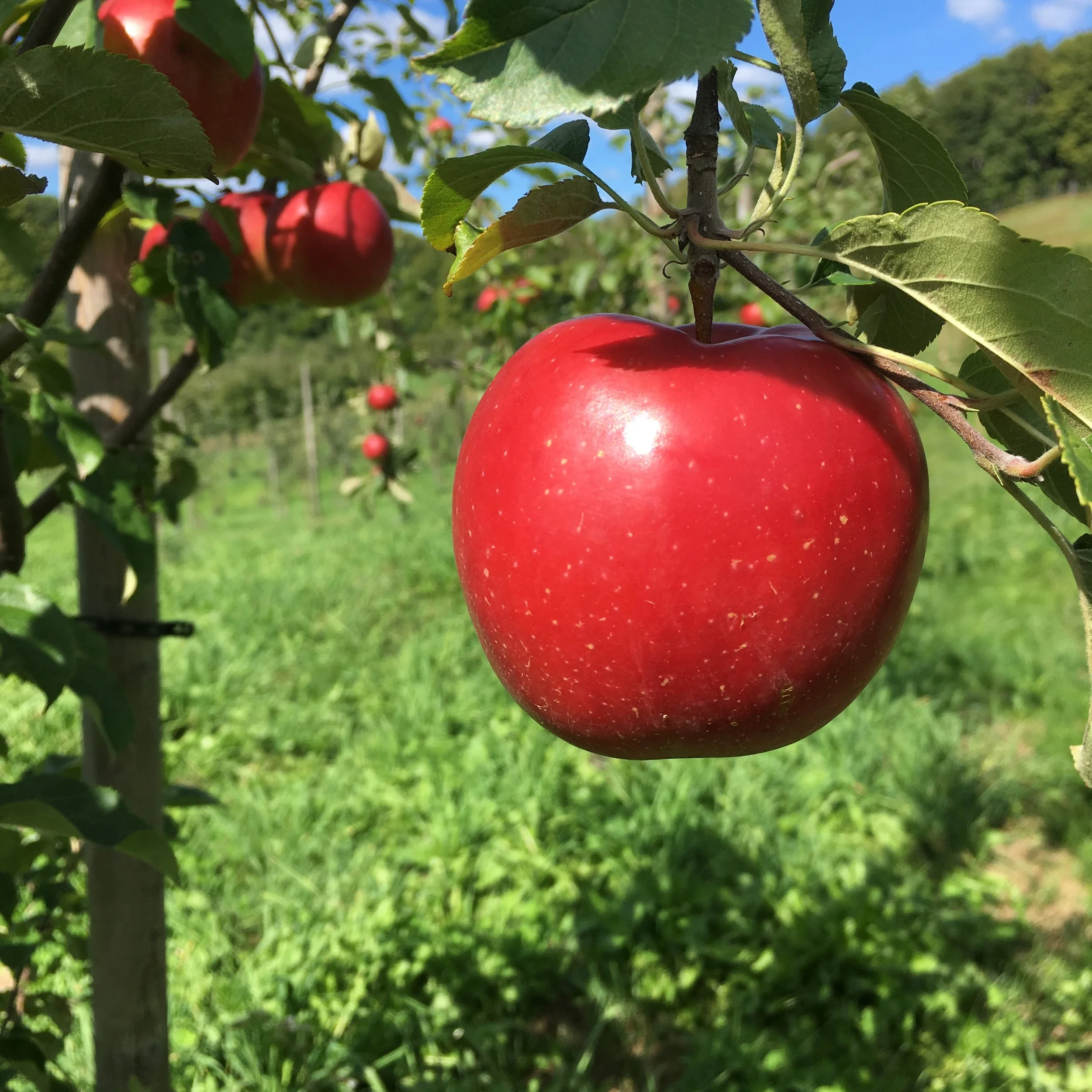 Hubbardston Nonesuch — Bad Goose Farm + Nursery