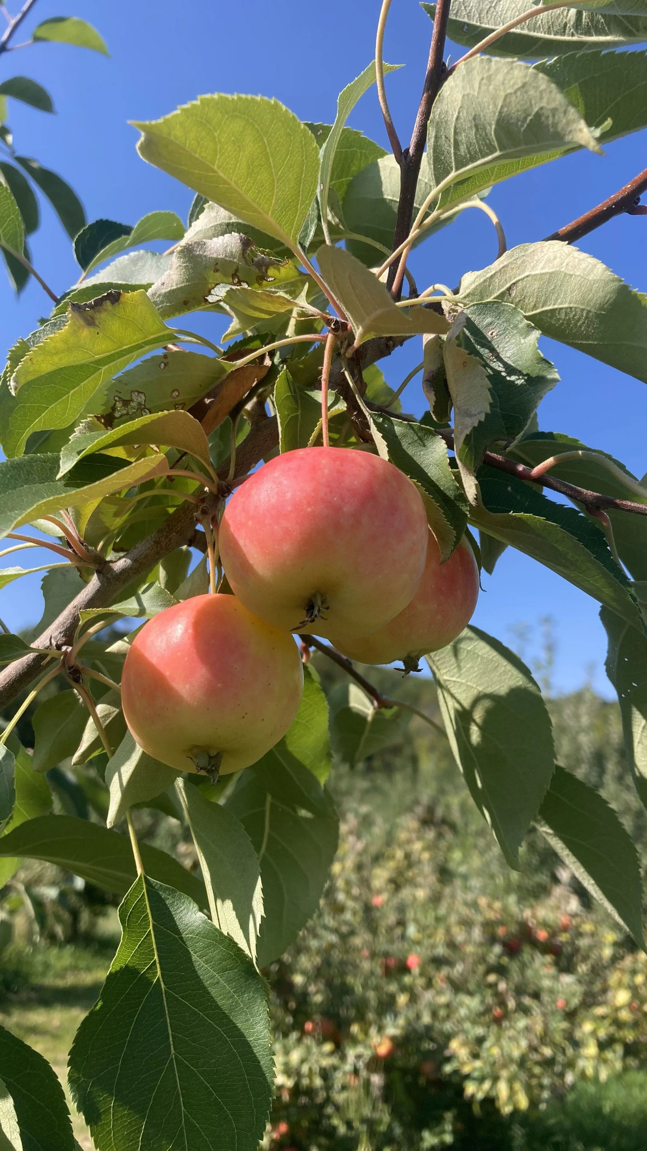 Hewes Virginia Crab — Bad Goose Farm + Nursery