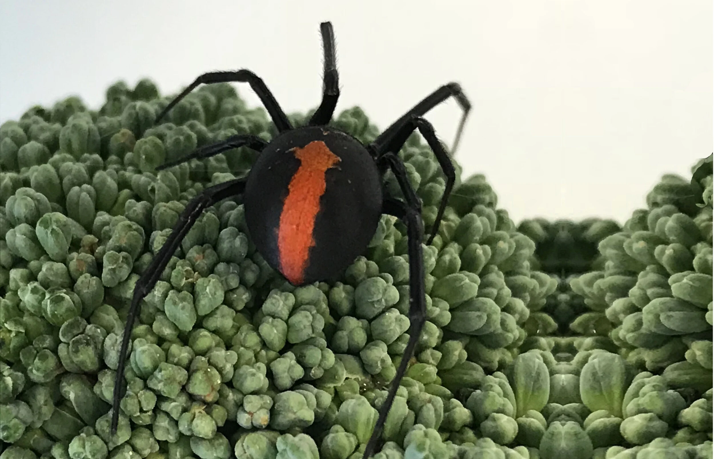 Managing the risk of redback spiders in broccoli crops