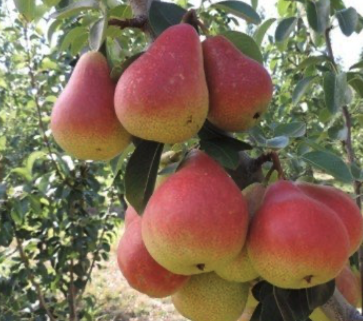 Protecting orchards using agrivoltaics