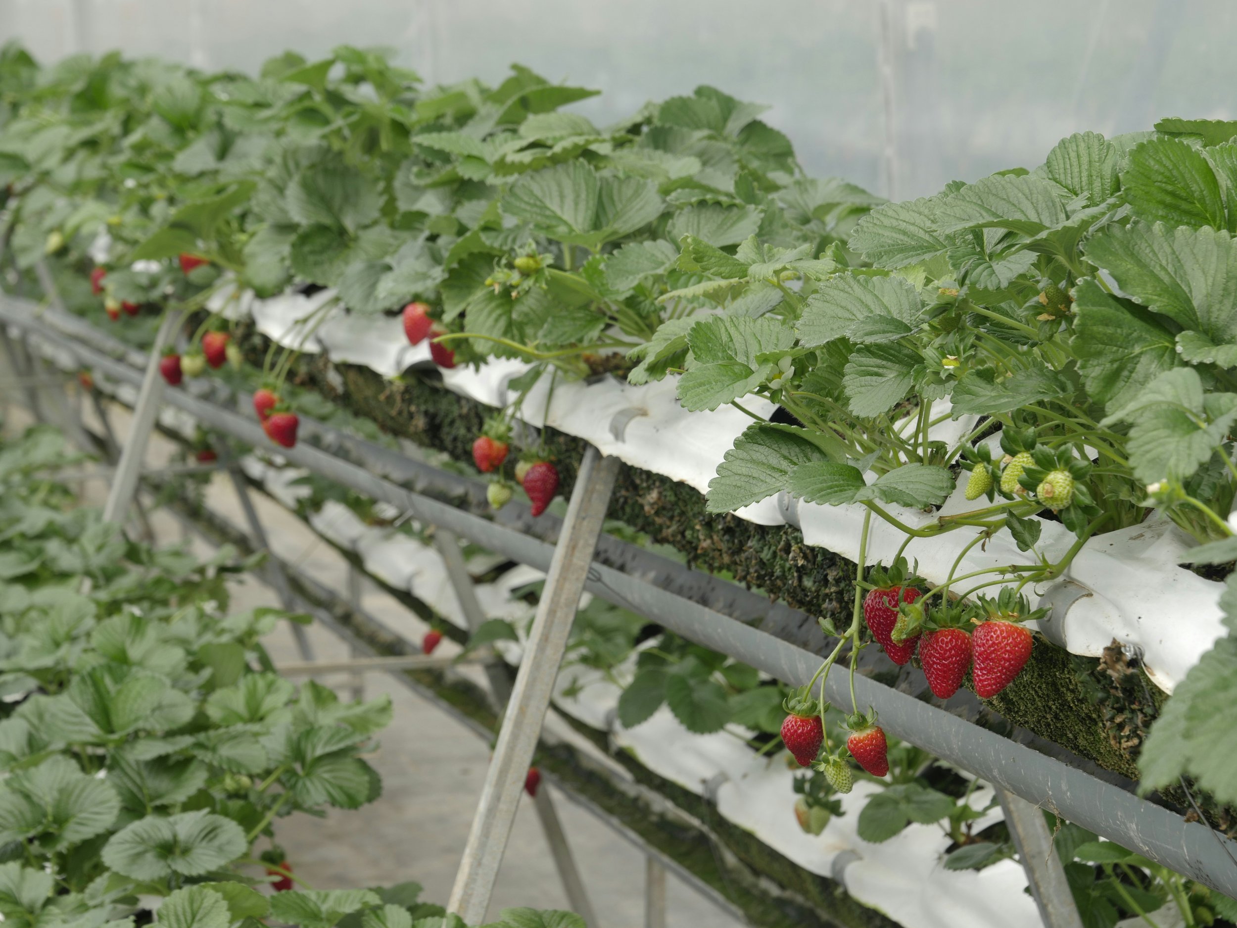 Polybee drone pollination and data collection