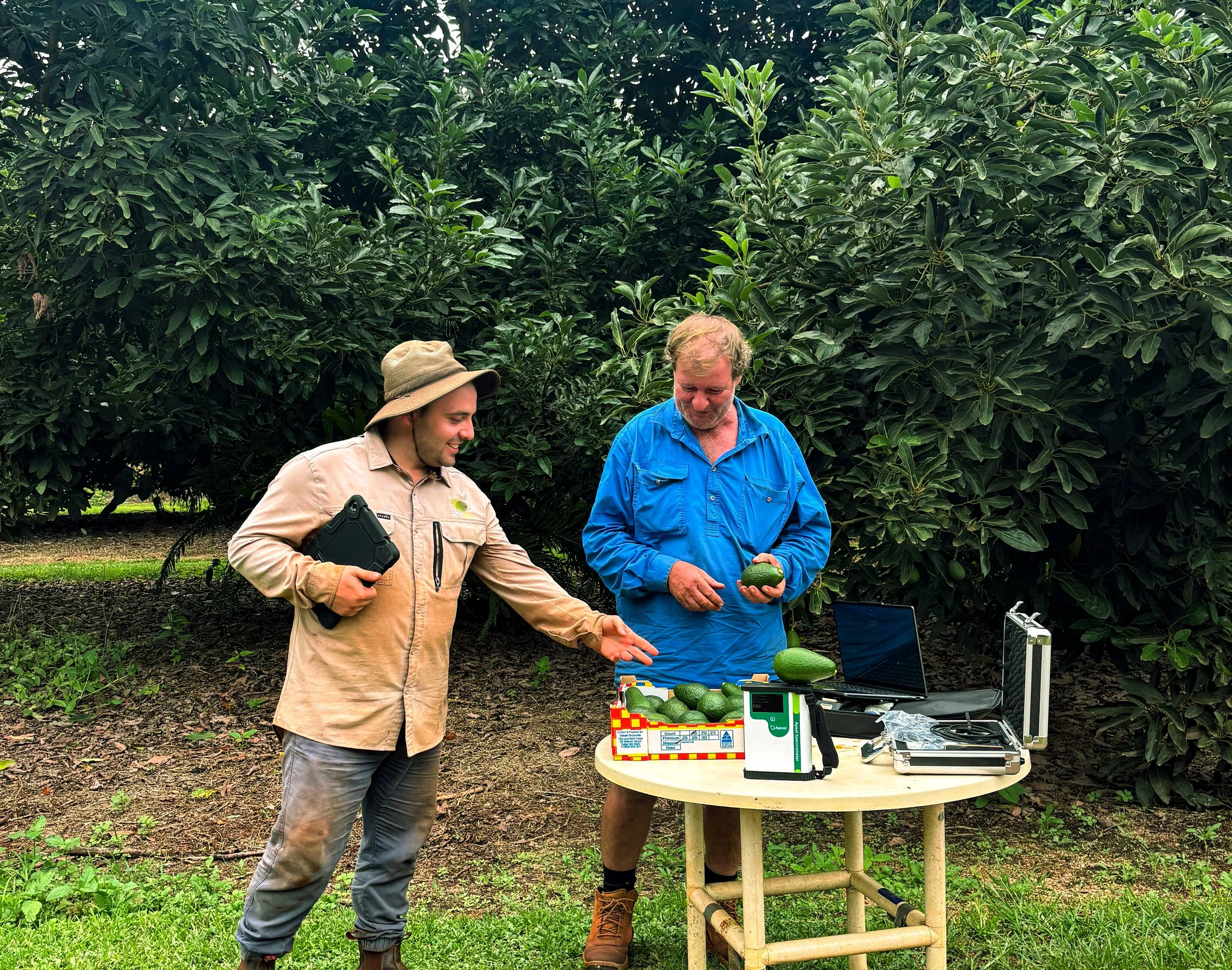 Early signals from the grove: Insights for smarter irrigation