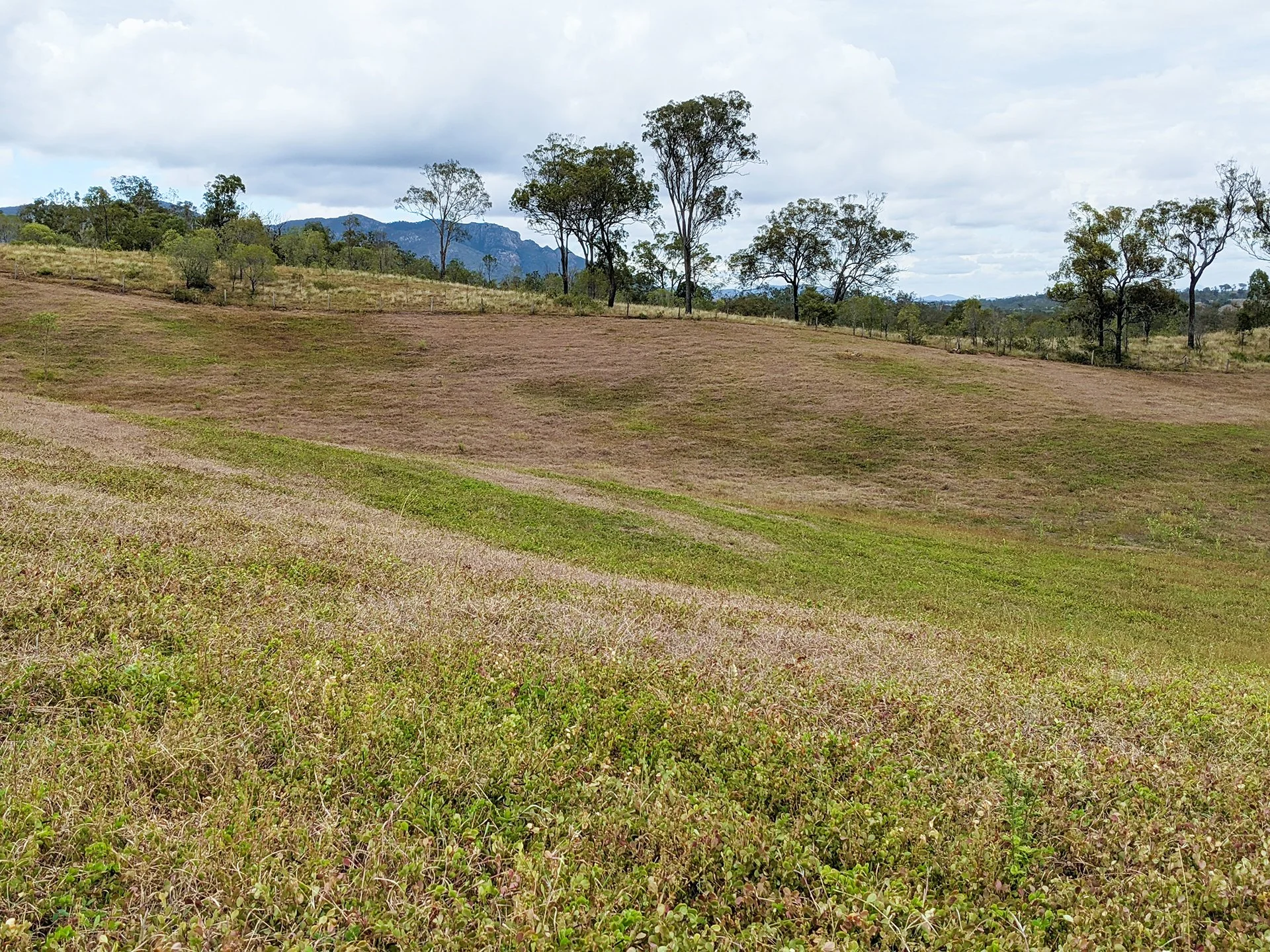 Pasture dieback trials: Field day
