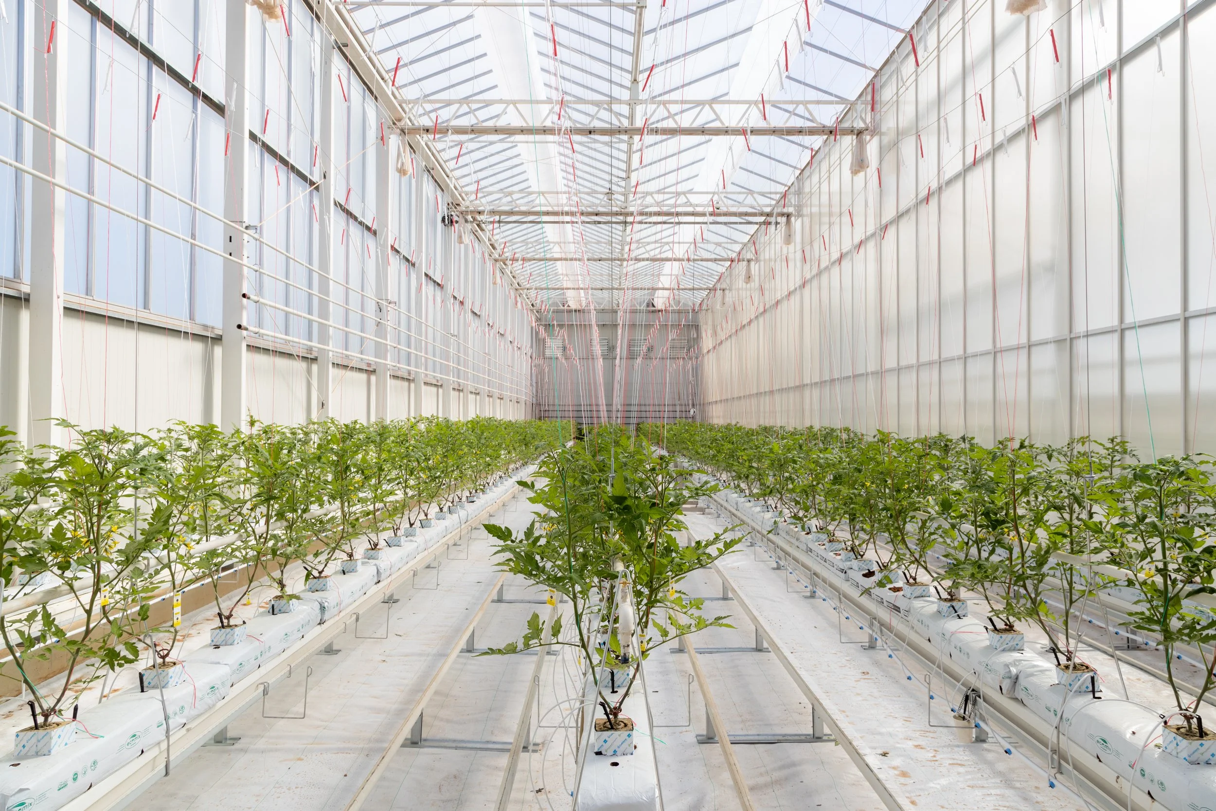 Apex Greenhouse, Virginia SA Image creit Apex Greenhouses.jpg