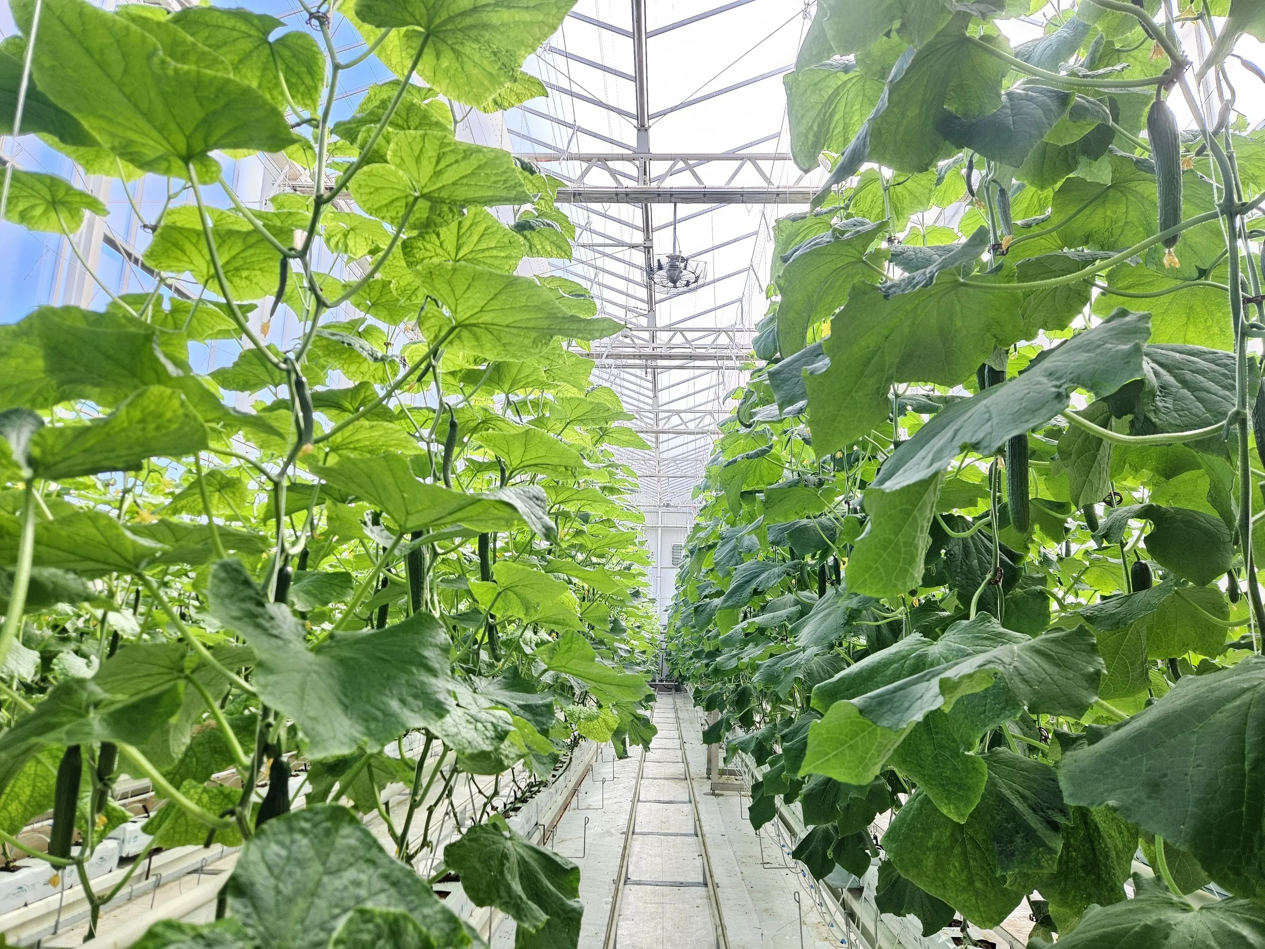Research trials underway at Apex Greenhouses