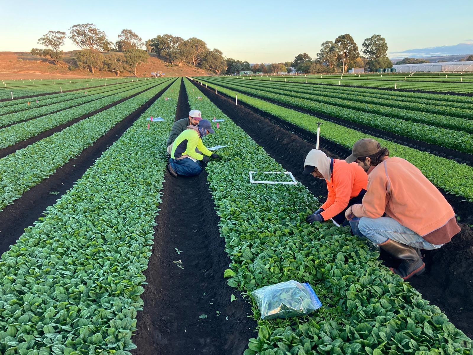 Using computer vision to improve baby leaf spinach damage assessment