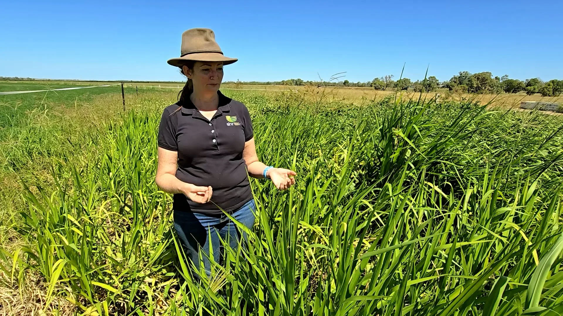 New video series: Five-years of MLA Pasture Dieback Trials