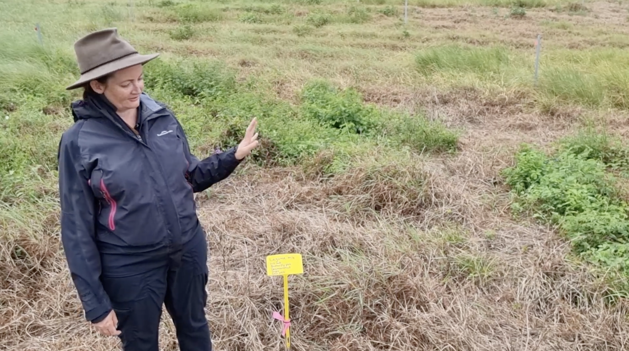 MLA Pasture dieback trial site visit