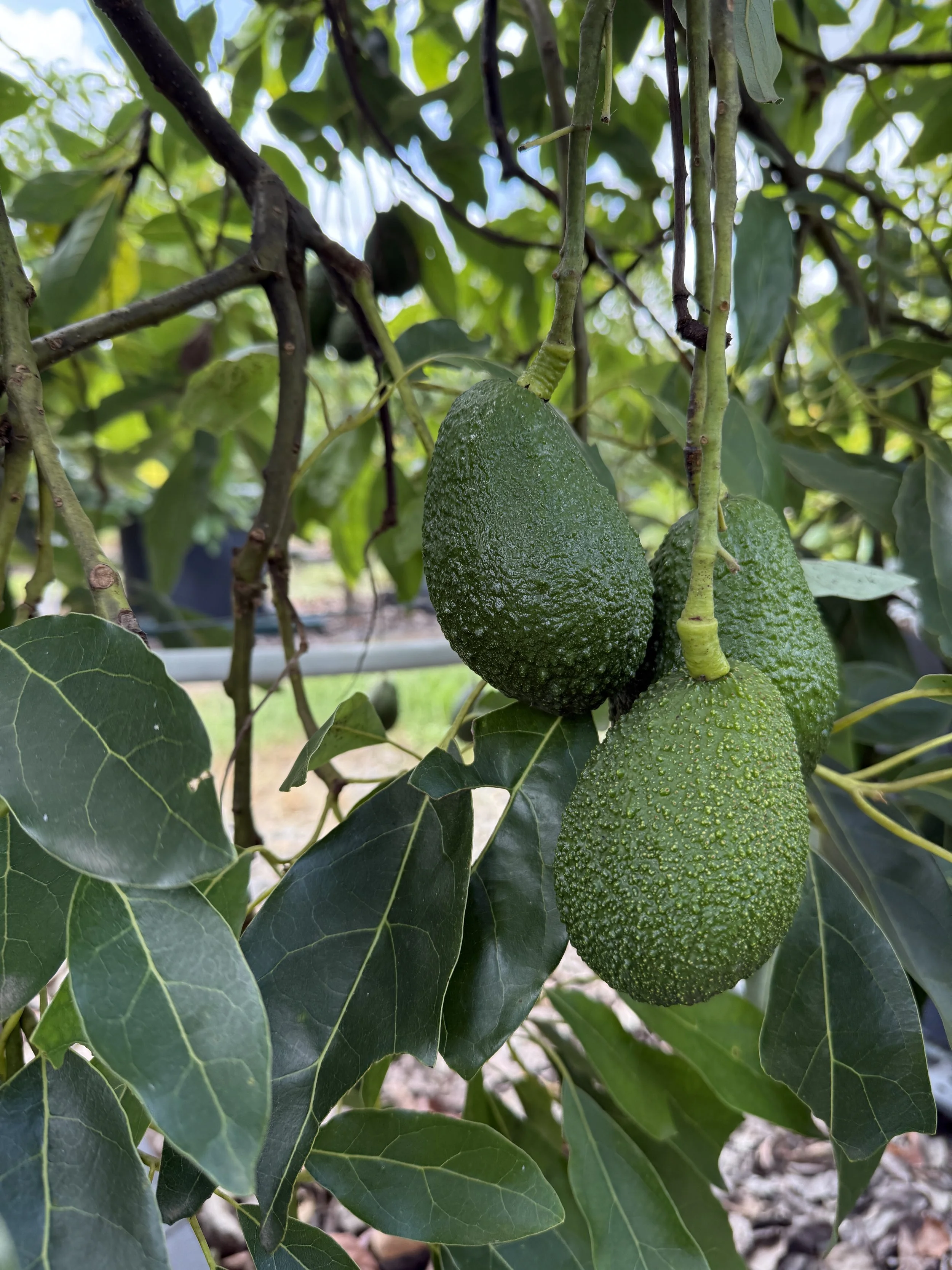 Trials test smart pollination tools