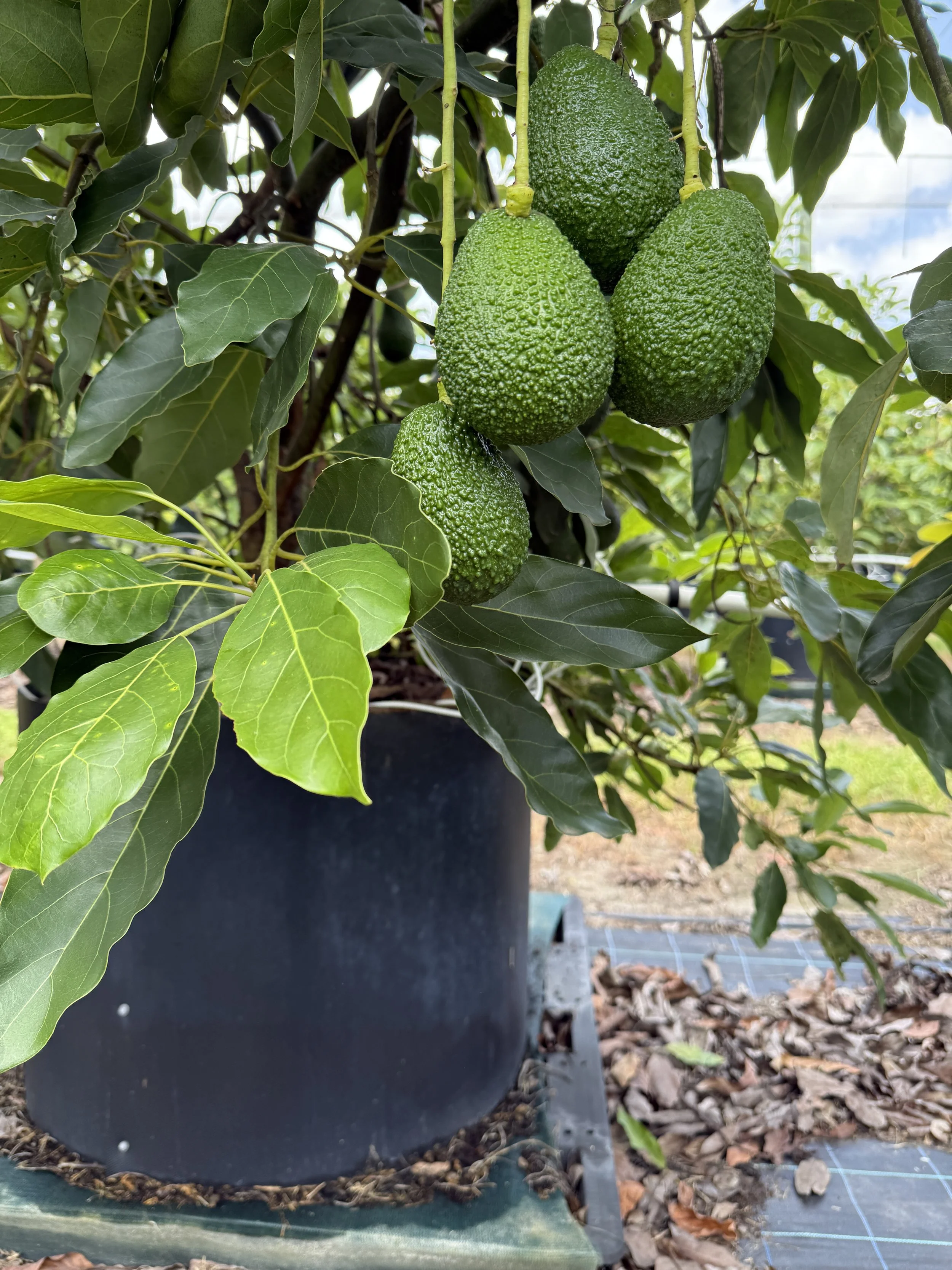 Containerised, under-cover avocado production system