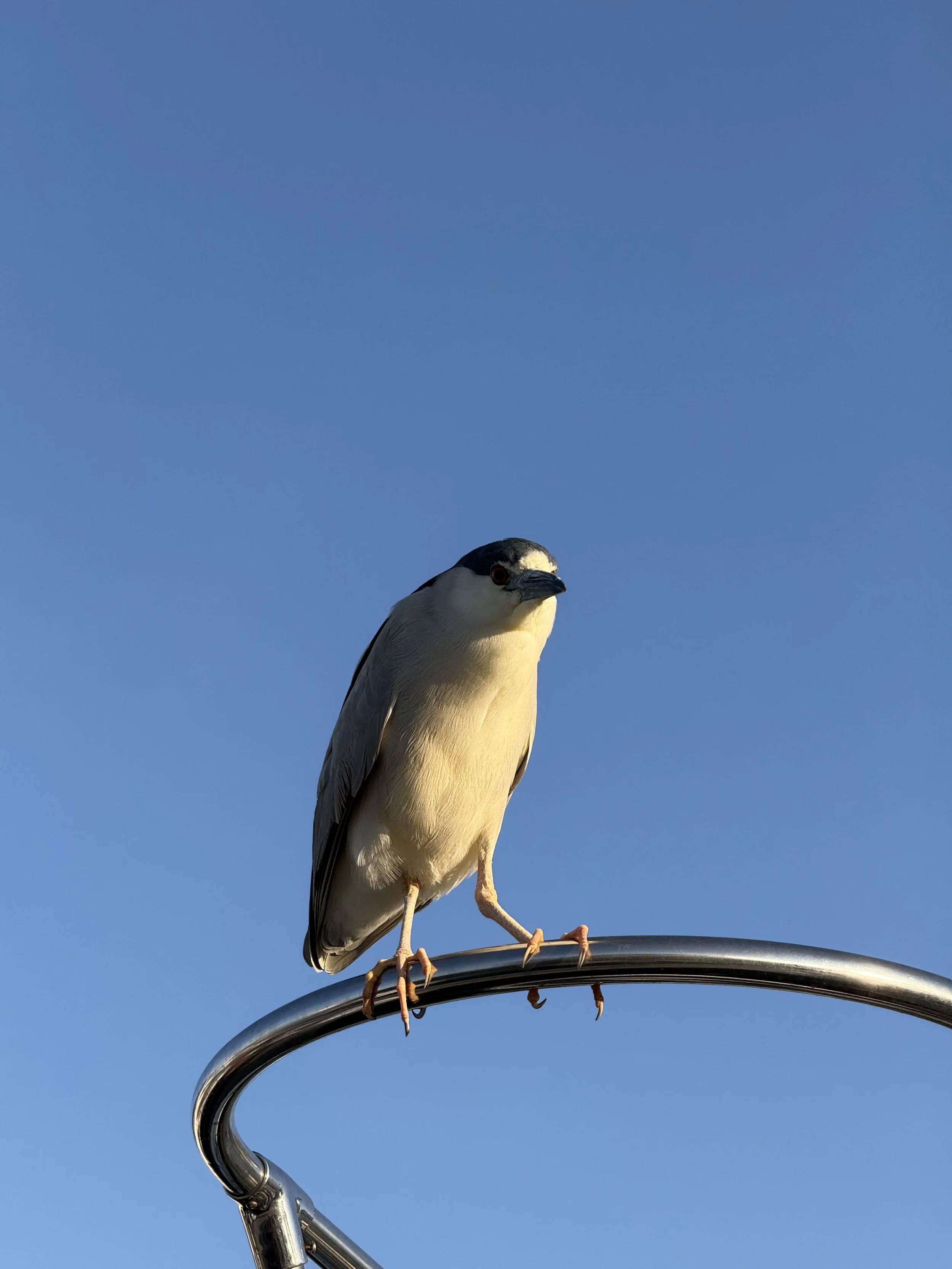 IMG_2659.jpeg