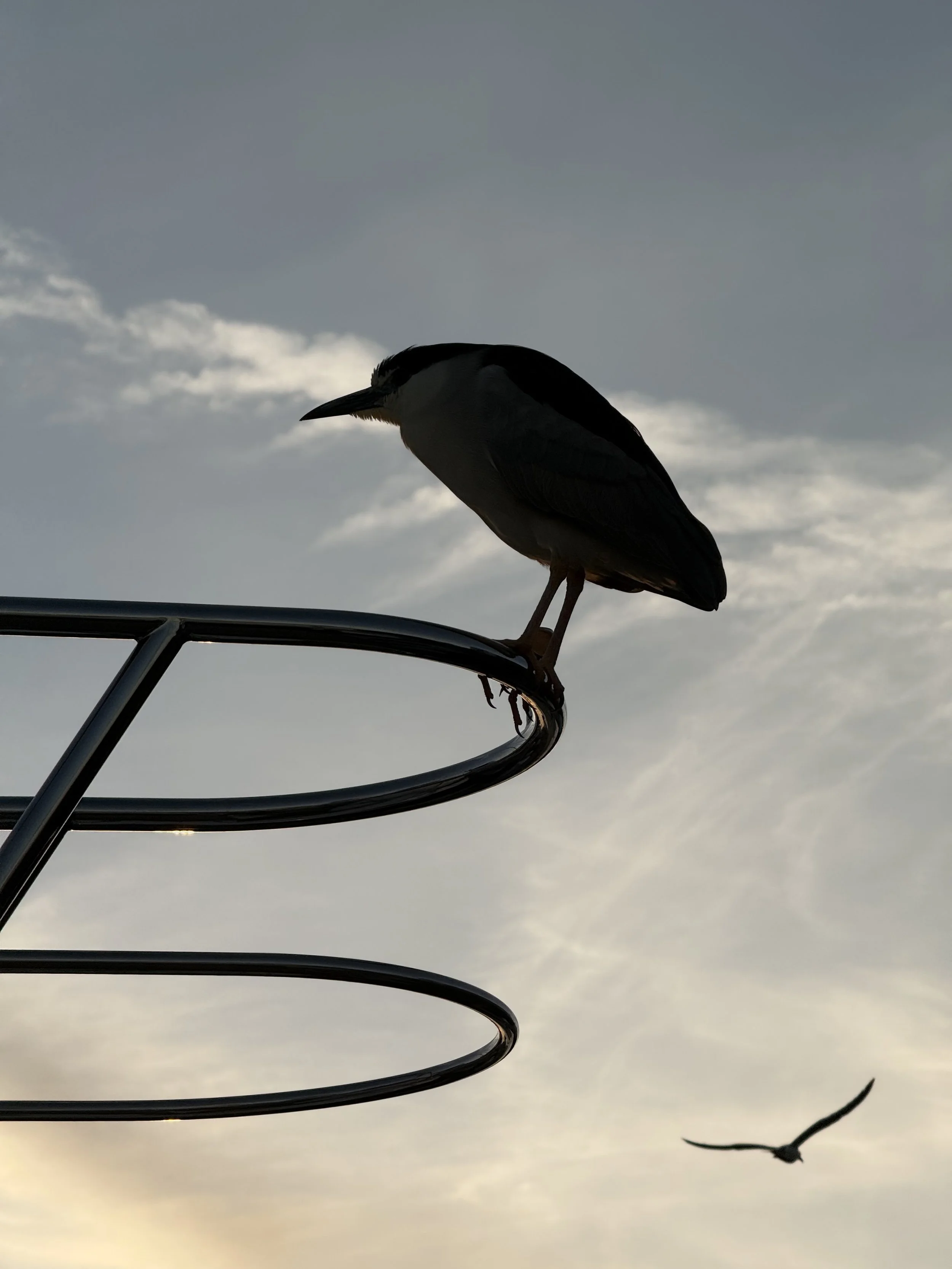 IMG_2671.jpeg