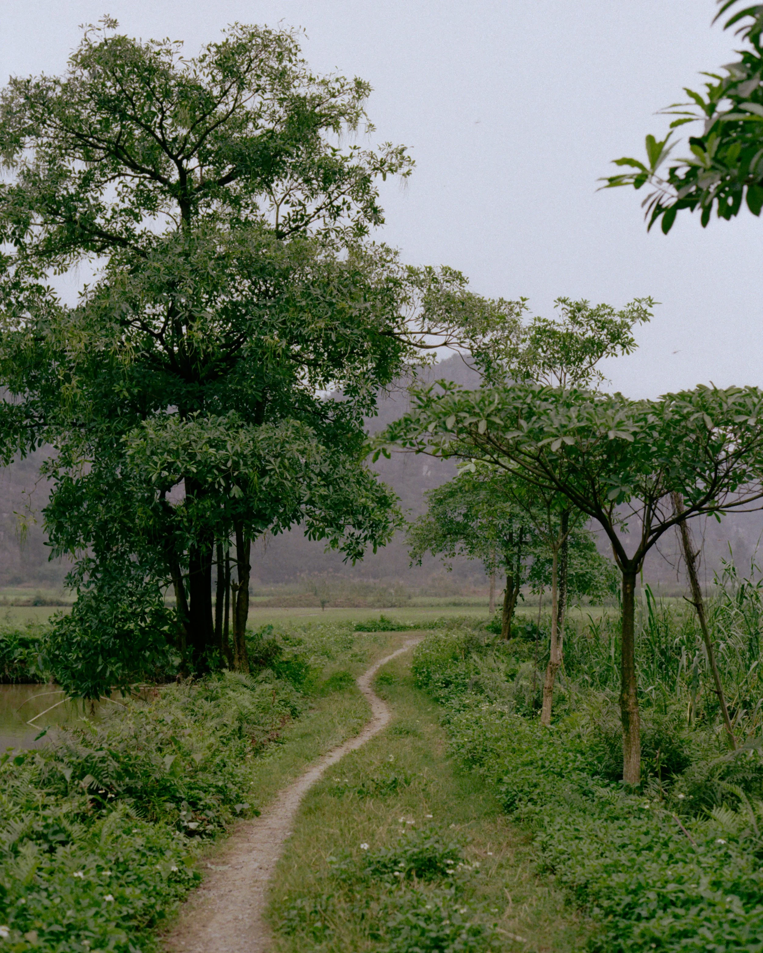 The greens of Vietnam